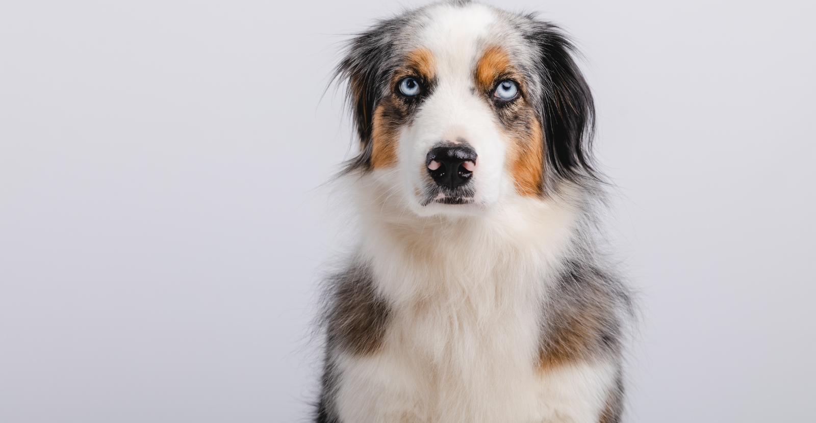 Hip dysplasia deals australian shepherd